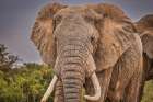 Elephant face-Amboseli National Park-Africa Art Print